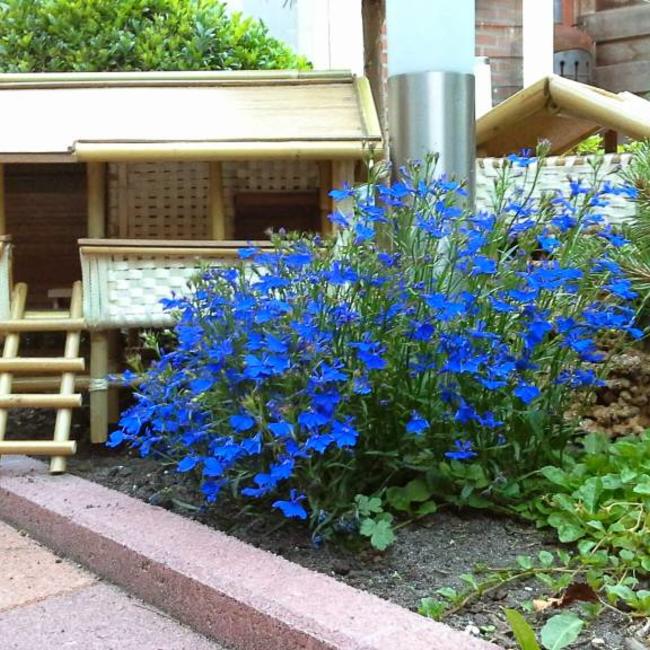 Miniatuurtuin van Edwin