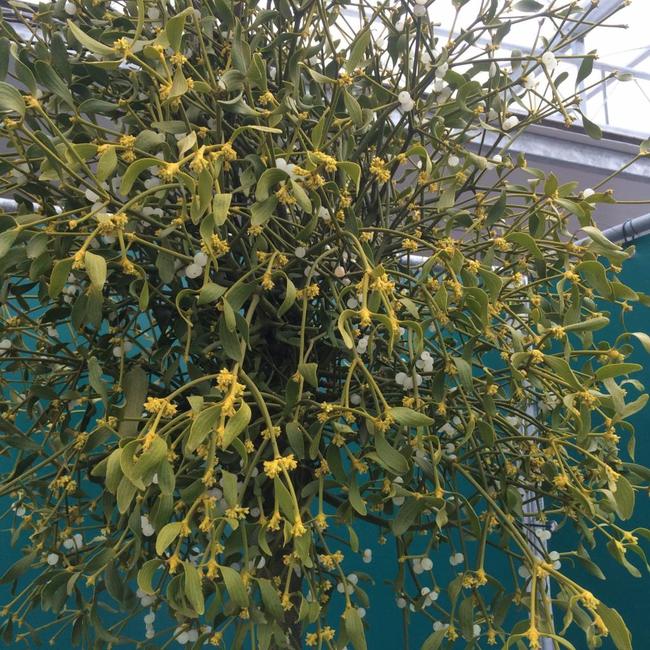 Terugblik op onze jaarlijkse open dagen - plantenweekend