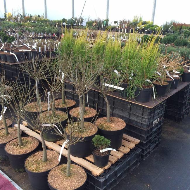 Terugblik op onze jaarlijkse open dagen - plantenweekend