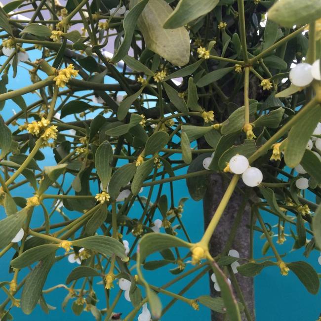 Terugblik op onze jaarlijkse open dagen - plantenweekend