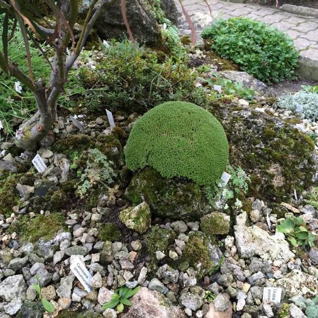 Alpentuin in Duitsland