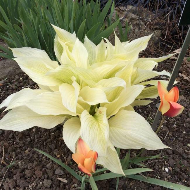 Botanische Tuin Utrecht