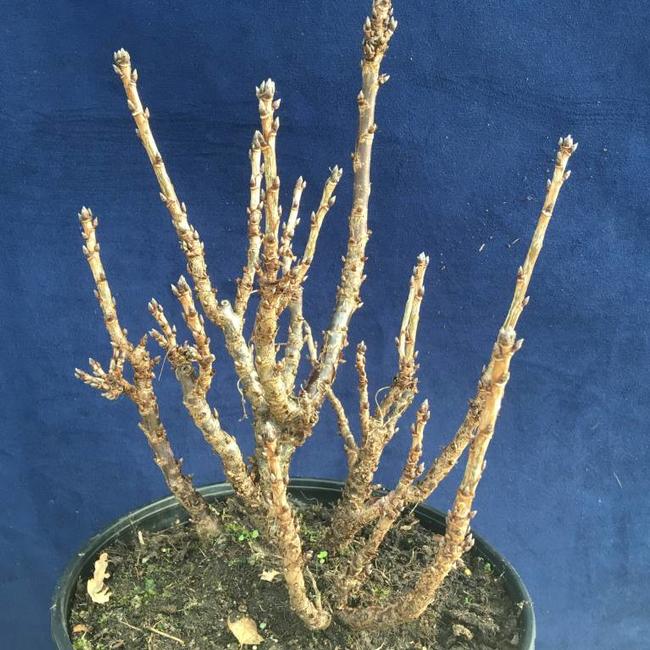 Ribes rubra 'Jenssen's Zwerg'