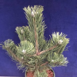 Pinus nigra 'Oregon Green'