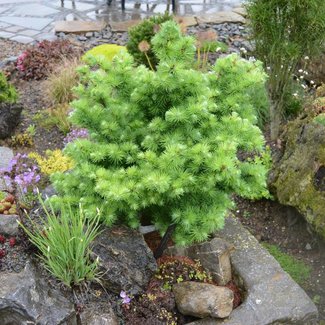 Larix kaempferi 'Madurodam'