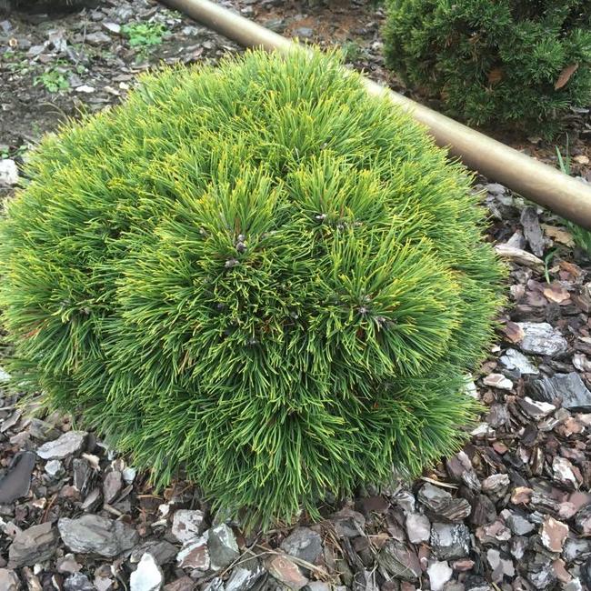 Pinus uncinata 'Grüne Welle'