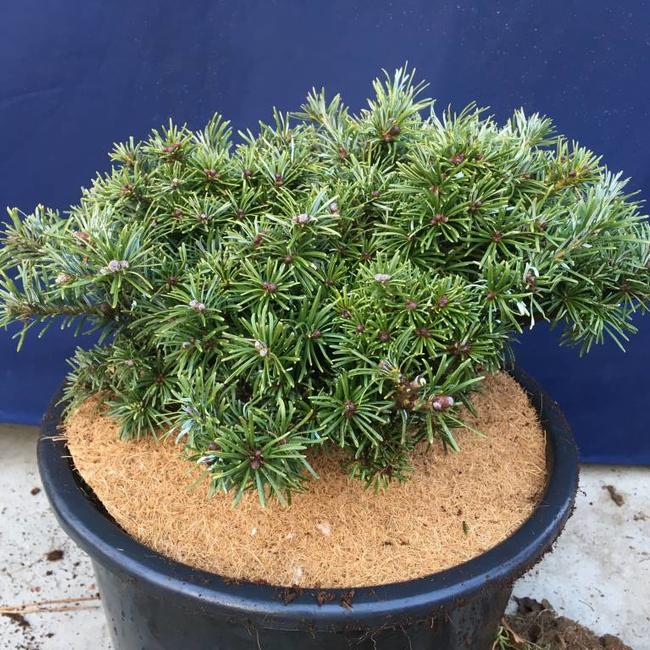 Abies grandis 'Van Dedems Dwarf'