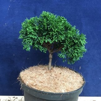 Chamaecyparis obtusa 'Jan Verkade'