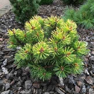 Pinus mugo 'Butternut'