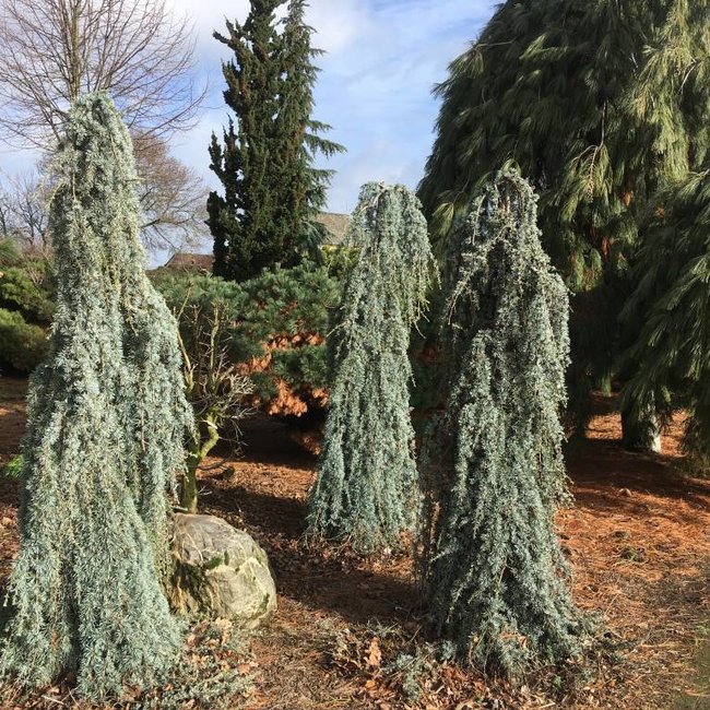 Cedrus libani 'Blue Fountain'