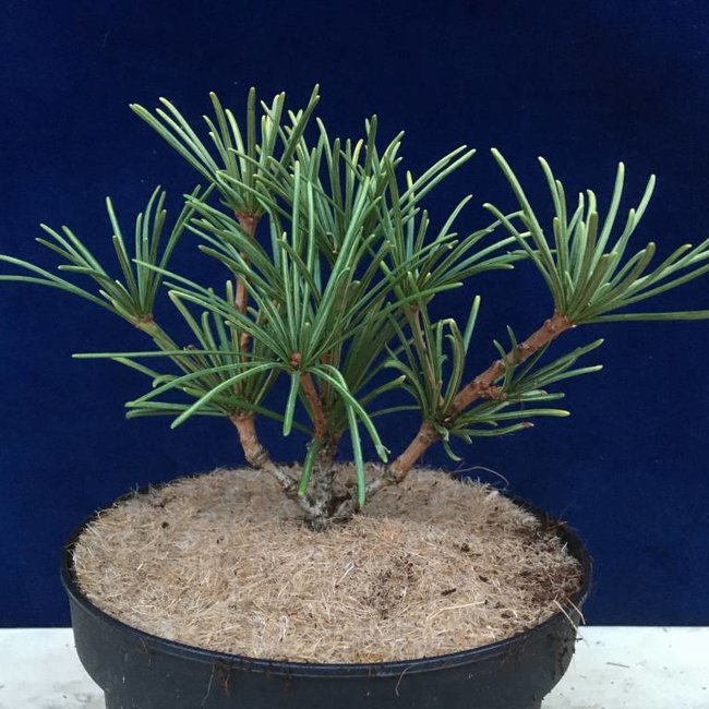 Sciadopitys verticillata 'Henk's Garden'