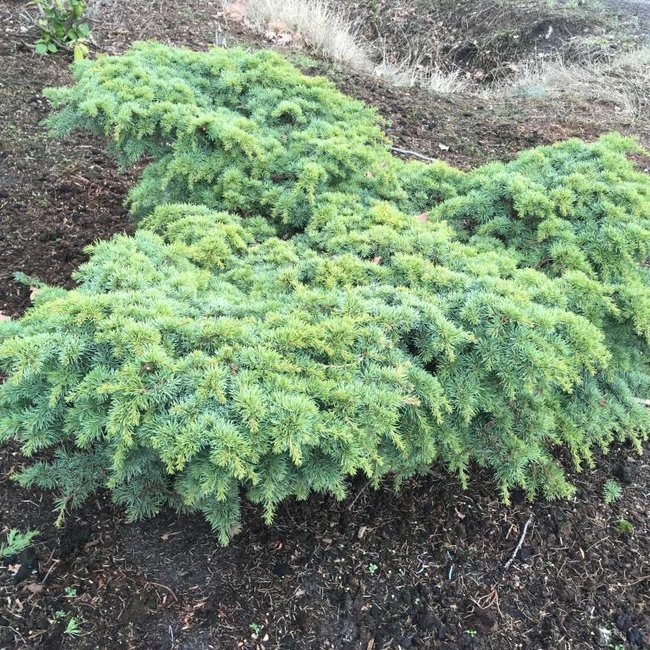 Cedrus libani 'Homepark'