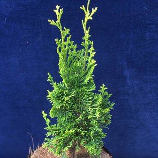 Chamaecyparis obtusa 'Twin Towers'