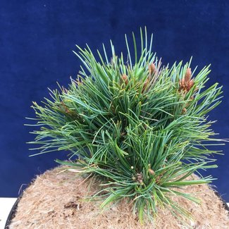 Pinus parviflora 'Cuddles'