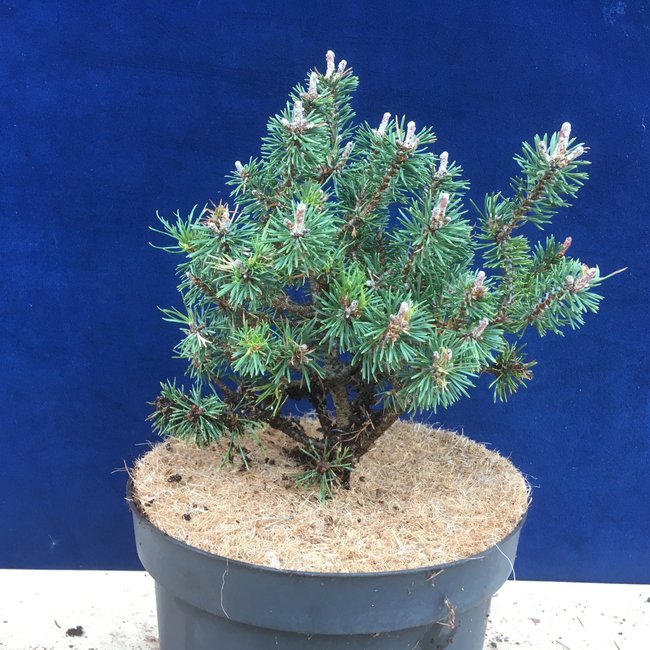 Pinus mugo 'Borobeck'