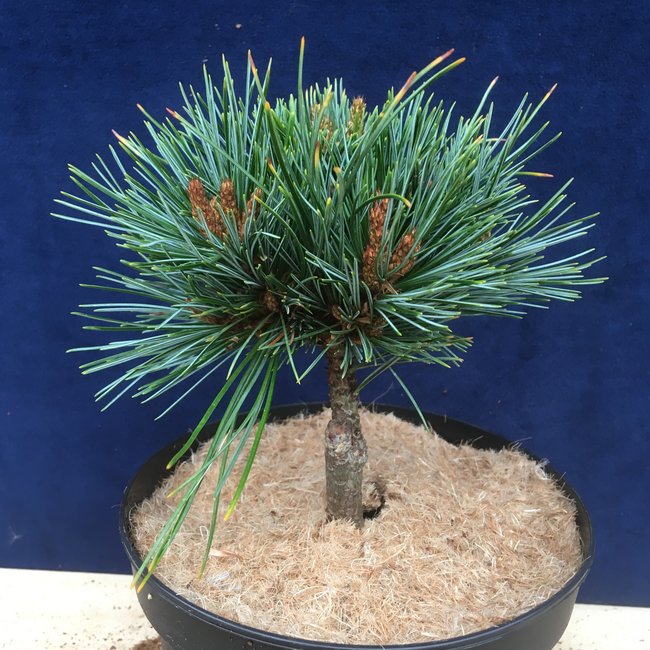 Pinus koraiensis 'Amba'