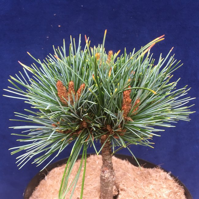 Pinus koraiensis 'Amba'