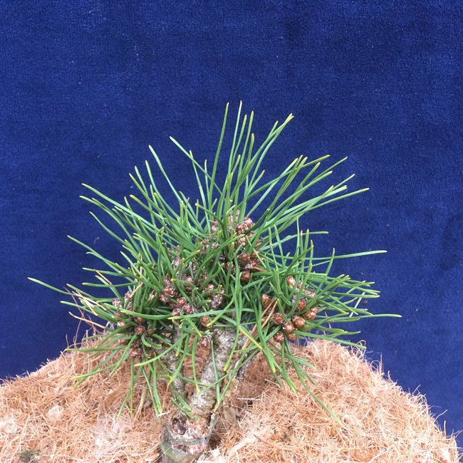 Pinus mugo 'Kestelnice
