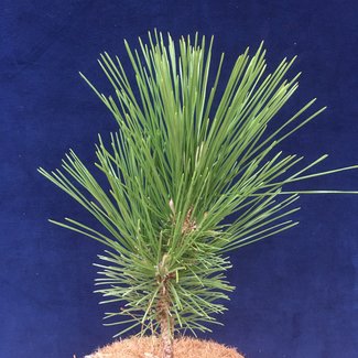 Pinus thunbergii 'Shioguro'