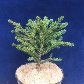 Picea glehnii 'Yosawa'