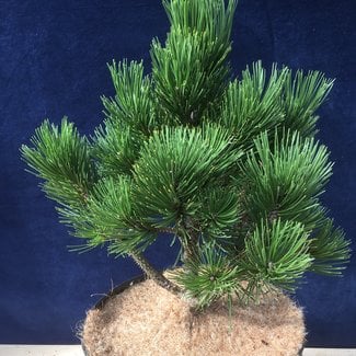 Pinus heldreichii 'Compact Gem'