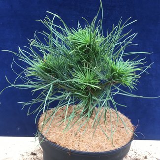 Pinus sylvestris 'Green Penguin'