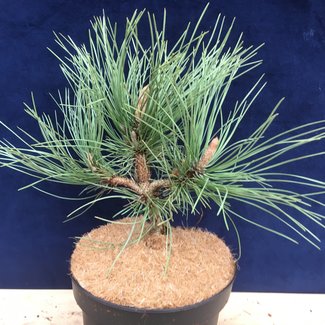 Pinus ponderosa'WB Sdl # 2 J.M.'