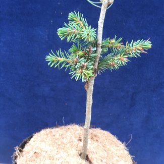 Picea mariana 'O.M.G.'