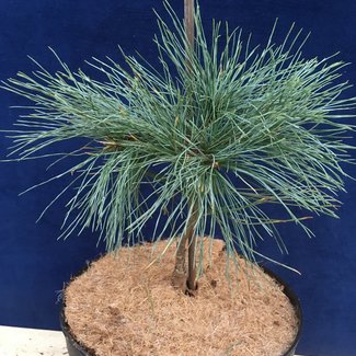 Pinus strobus 'Blue Petticoat'