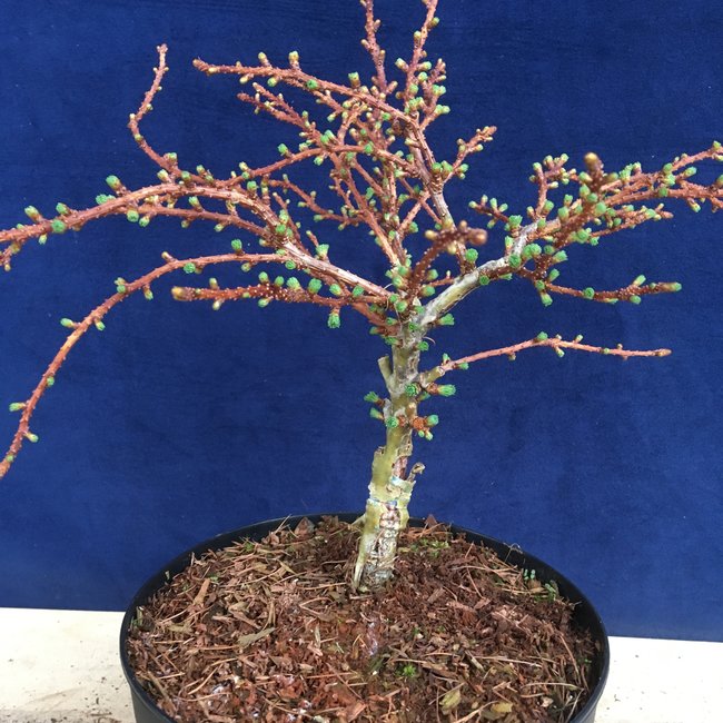 Larix decidua 'Little Bogle'