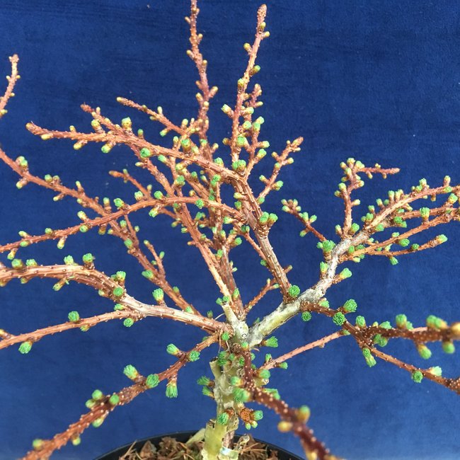 Larix decidua 'Little Bogle'