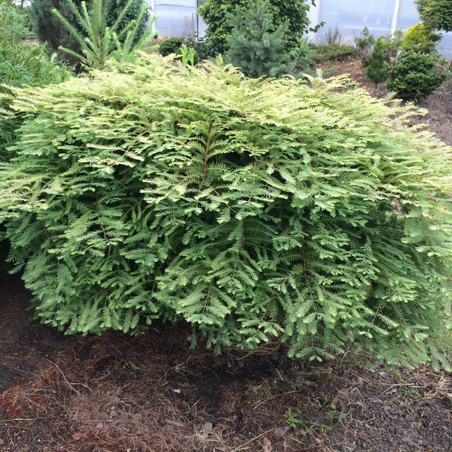 Metadequoia glyptostroboides 'Schirrmann's Nordlicht'