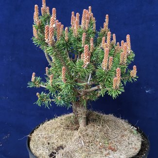 Pinus mugo 'Minima Kalous'