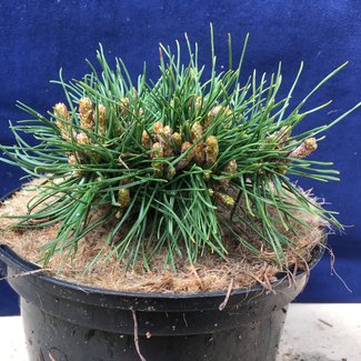 Pinus pseudopumilio 'Jirka Sourek'