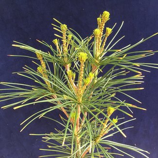 Sciadopitys verticillata 'Carstens'