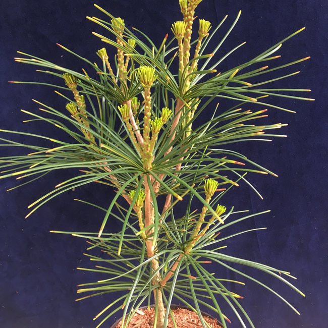 Sciadopitys verticillata 'Carstens'