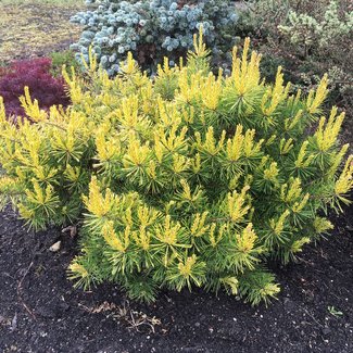 Pinus sylvestris 'Trollguld'