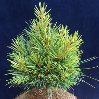 Pinus koraiensis 'China Boy'