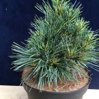 Pinus koraiensis 'Nihao'