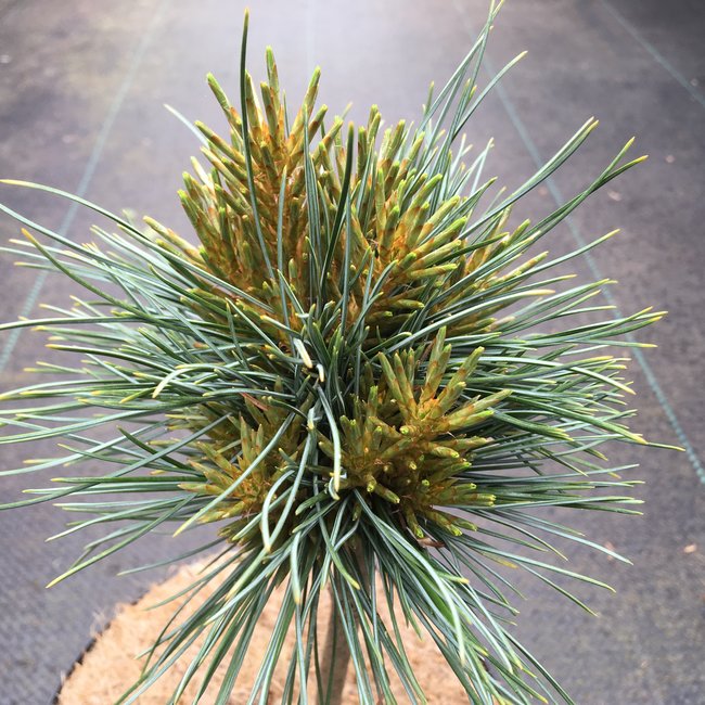 Pinus koraiensis 'Spring Grove'