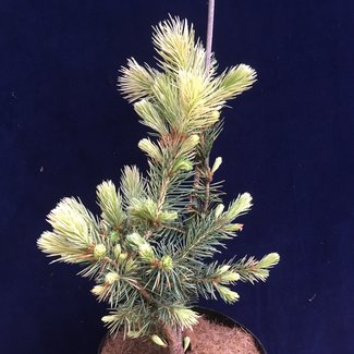 Picea pungens 'Kubickzek'