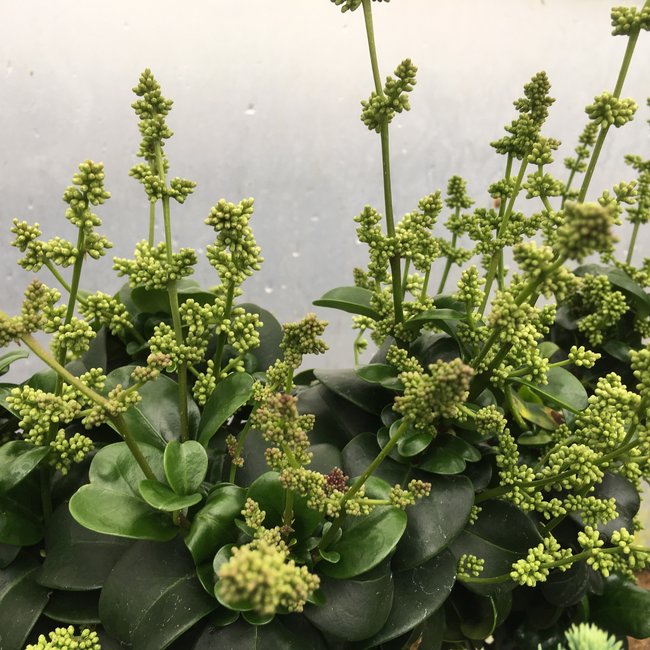 Ligustrum japonicum 'Rotundifolium'