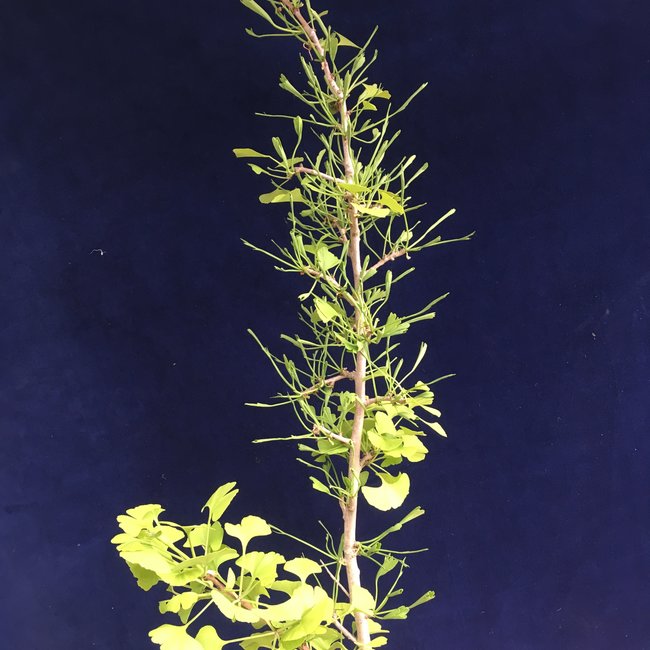 Ginkgo biloba 'Thelma'