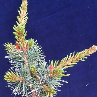 Pinus parviflora 'Perdido'