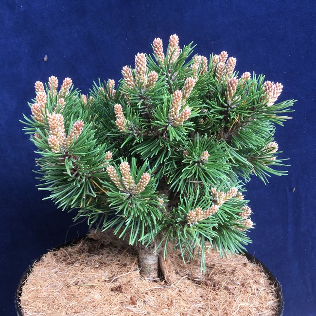 Pinus uncinata 'Gloria'