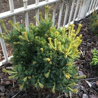 Pinus parviflora 'Hagaromo'