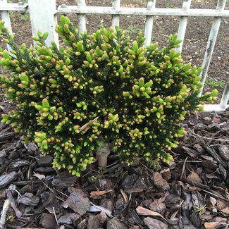 Picea orientalis 'Jewel'