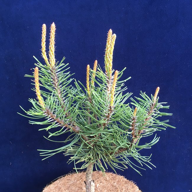 Pinus uncinata 'Orange Sebastian'