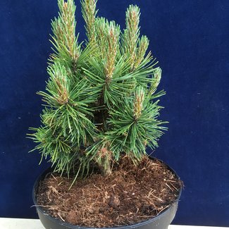 Pinus mugo 'Alpenzwerg'