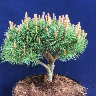 Pinus mugo 'Almhütte'